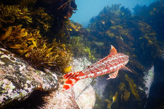Snorkeling Adventure for Kids with Private Guide In Sydney - Is $143.09 per person good value?