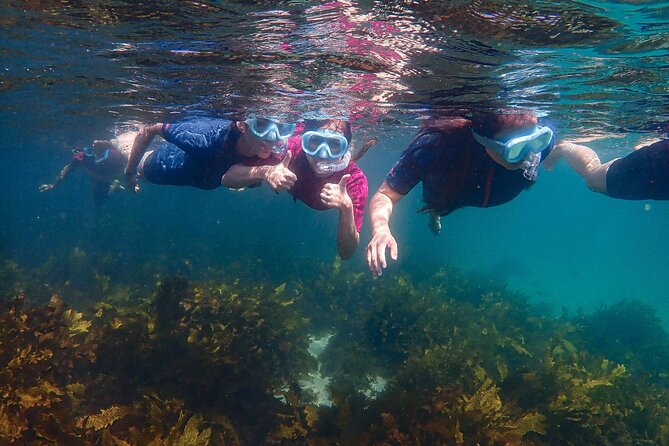 Snorkeling Adventure for Kids with Private Guide In Sydney - Who will enjoy this most