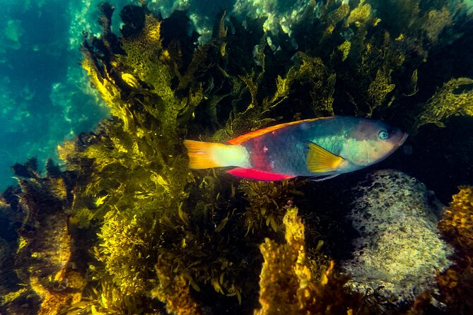 Snorkeling To Discover Sydney's Underwater Wonders - Key points to know before you book
