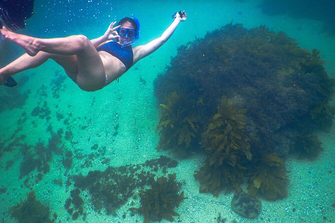 Snorkeling To Discover Sydney's Underwater Wonders - Why Clovelly makes a good snorkeling base