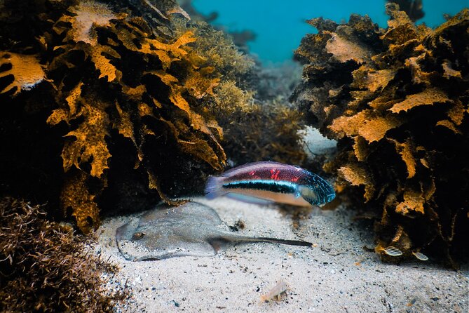 Snorkeling To Discover Sydney's Underwater Wonders - Little Bay as the backup plan
