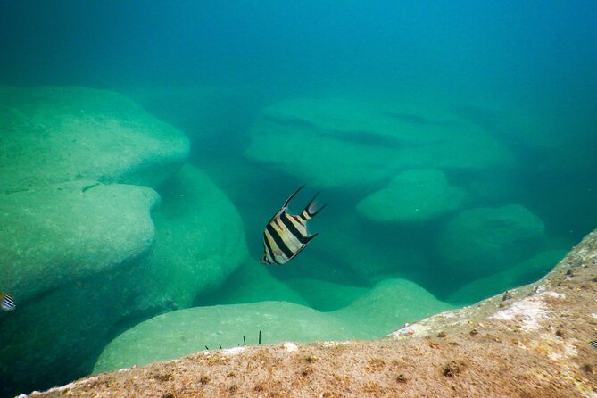 Snorkeling To Discover Sydney's Underwater Wonders - What you may see beneath Sydney’s water