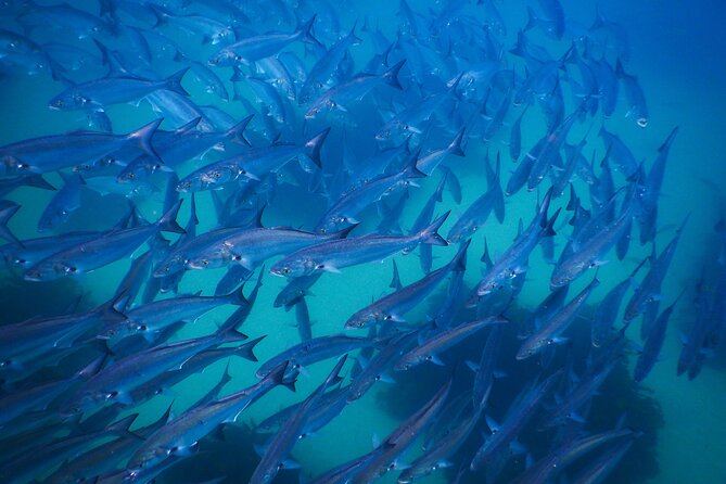 Snorkeling To Discover Sydney's Underwater Wonders - How the guide shapes the experience