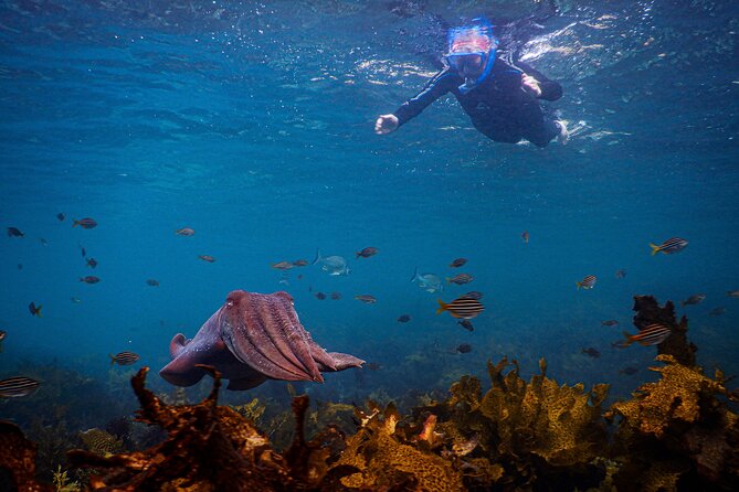 Snorkeling To Discover Sydney's Underwater Wonders - Price and what you receive for $70.29