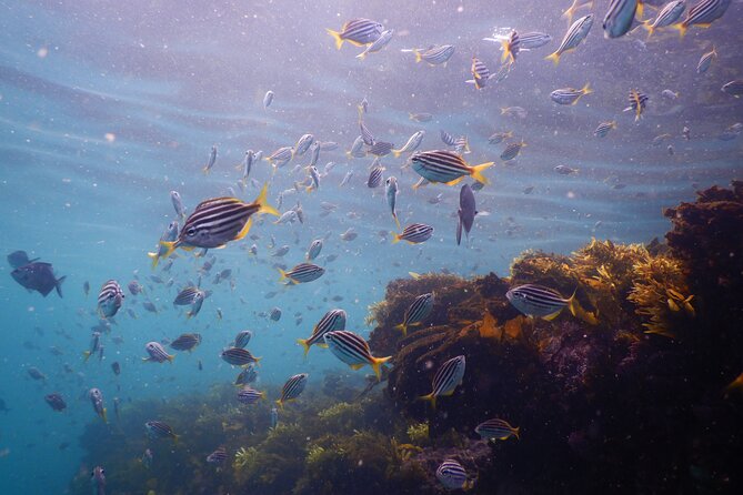 Snorkeling To Discover Sydney's Underwater Wonders - The 90-minute route through kelp and reef