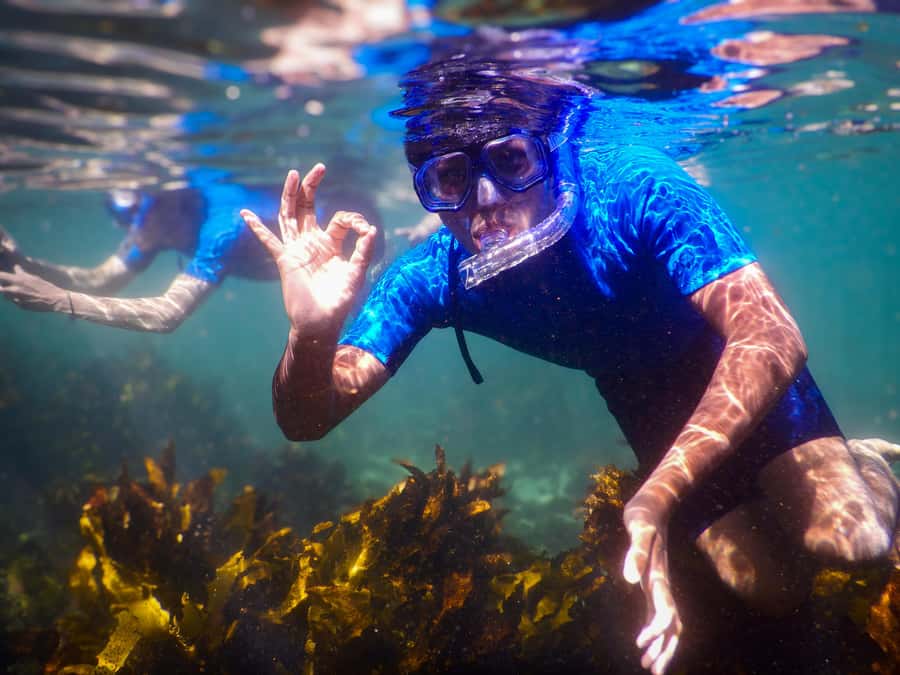 Snorkeling Tour: Discover Sydney’s impressive sea life - Key points to know before booking