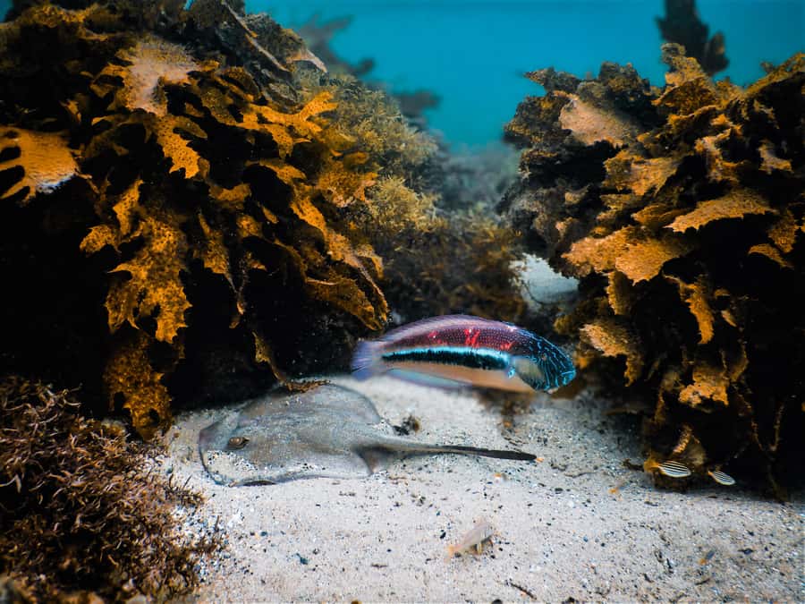 Snorkeling Tour: Discover Sydney’s impressive sea life - Why Clovelly is a smart place to snorkel in Sydney