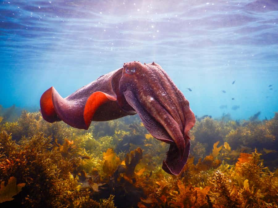 Snorkeling Tour: Discover Sydney’s impressive sea life - The 15-minute briefing and gear fitting