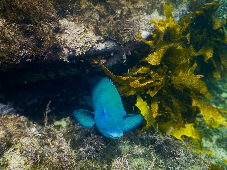 Snorkeling Tour: Discover Sydney’s impressive sea life - One hour among blue gropers, rays, and reef fish