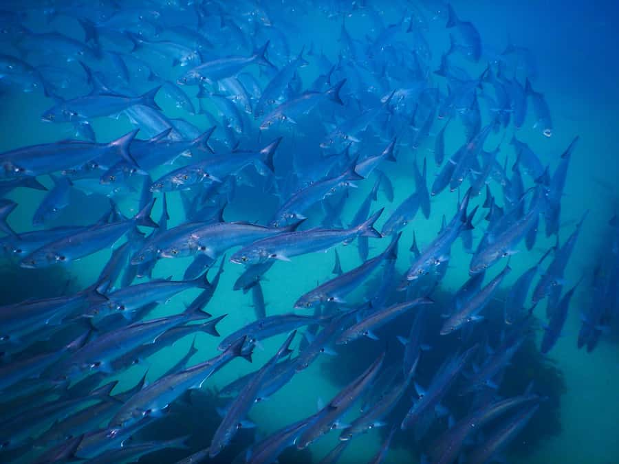 Snorkeling Tour: Discover Sydney’s impressive sea life - Who should book this Sydney snorkeling tour?