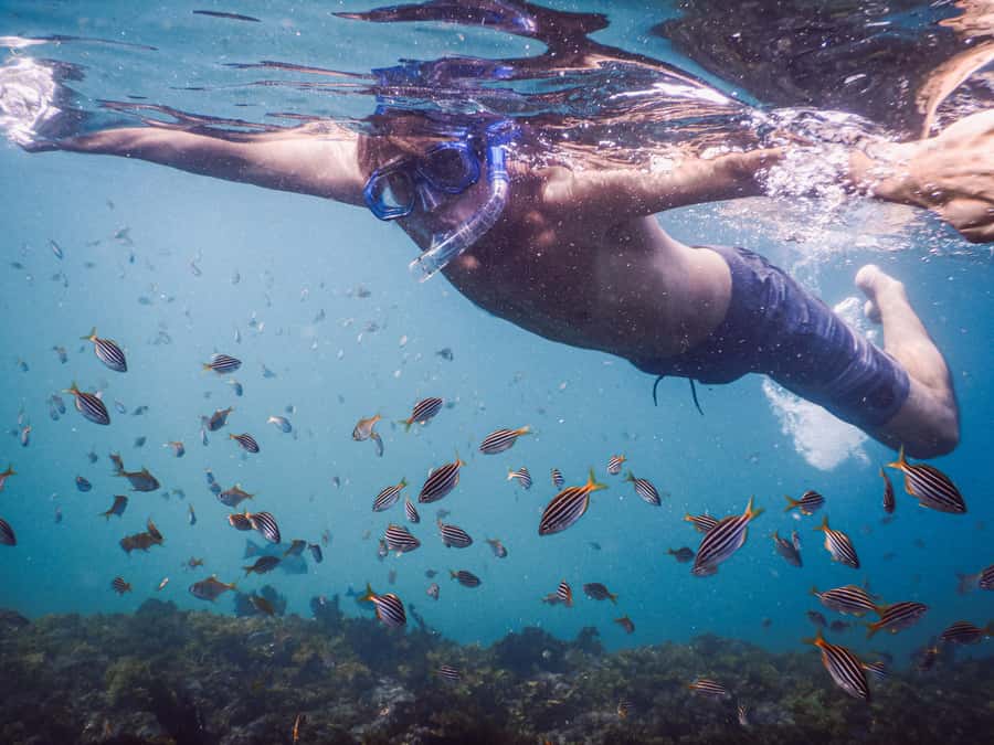 Snorkeling Tour: Discover Sydney’s impressive sea life - What happens at the Clovelly Free Car Park