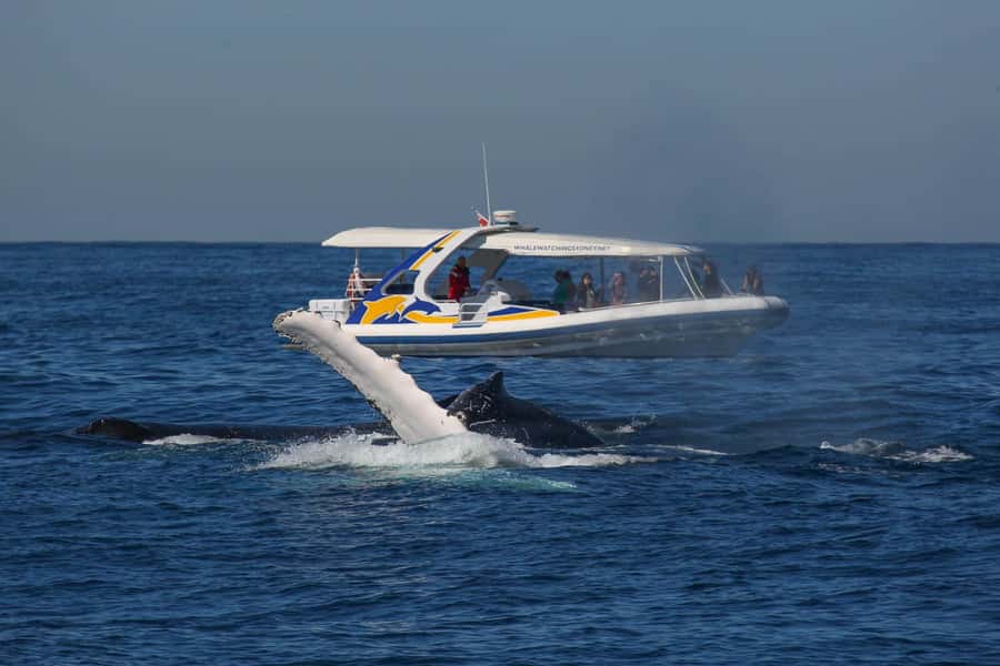 Sydney: 2.5 hour Adventure Whale Watching Cruise - Key points to know before booking