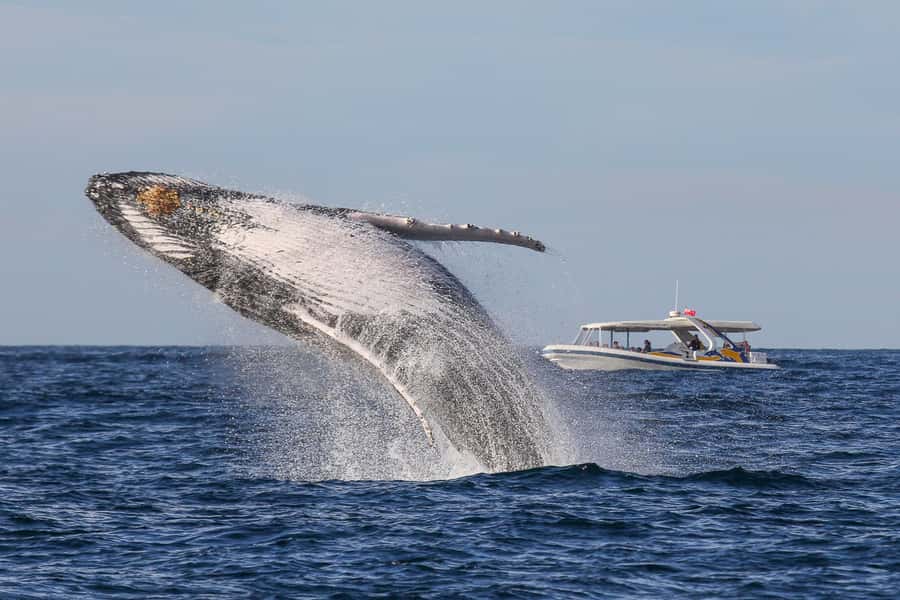 Sydney: 2.5 hour Adventure Whale Watching Cruise - What the Sydney whale cruise is really like