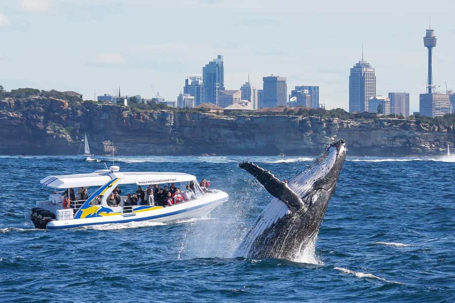Sydney: 2.5 hour Adventure Whale Watching Cruise - The fast run across Sydney Harbour
