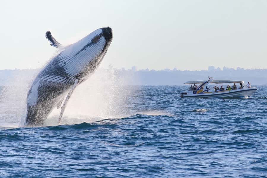 Sydney: 2.5 hour Adventure Whale Watching Cruise - Comfort, safety, and seasickness
