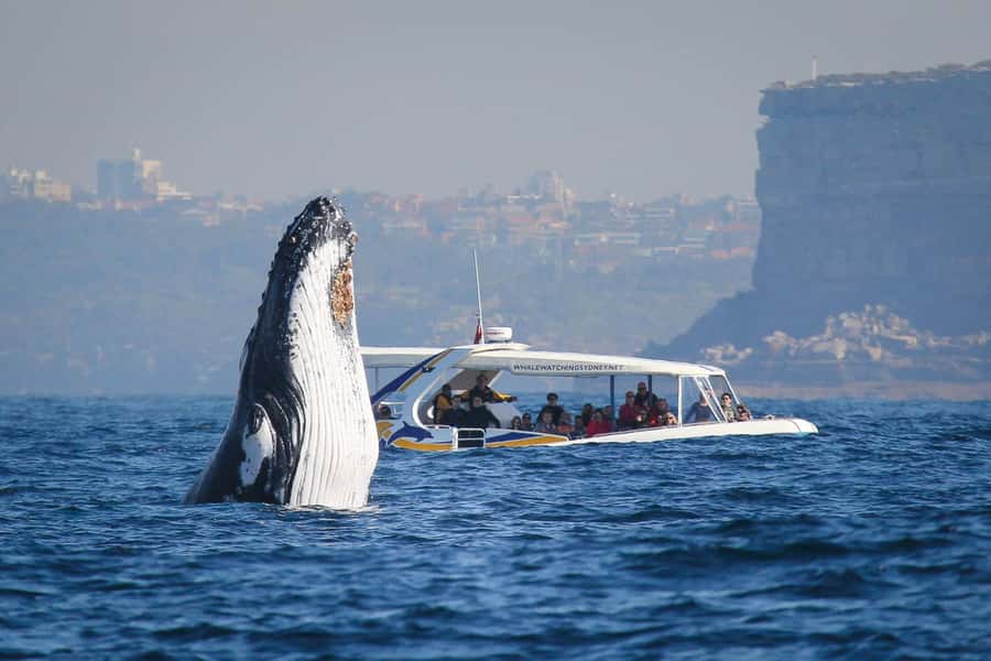 Sydney: 2.5 hour Adventure Whale Watching Cruise - Leaving from Darling Harbour or Circular Quay