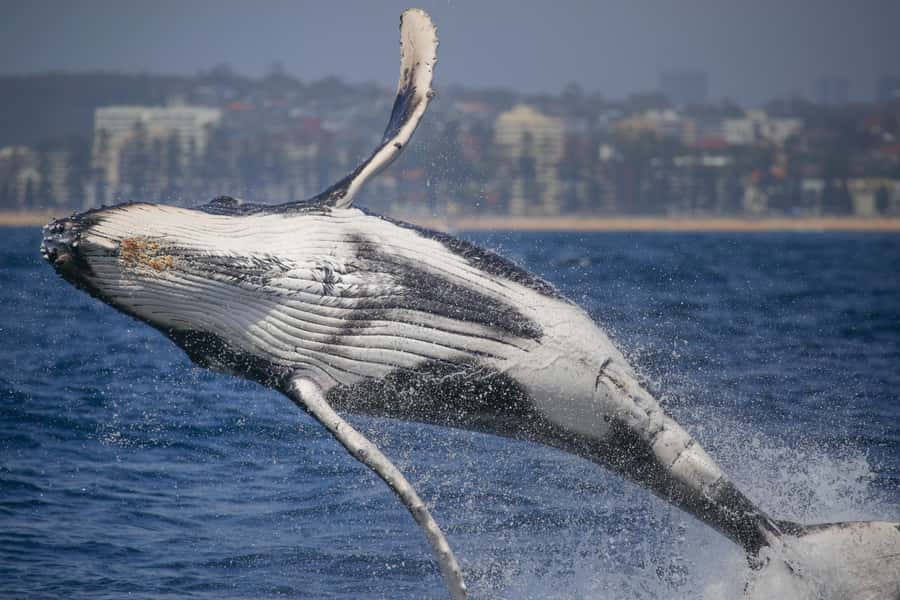 Sydney: 2-hour Express Whale Watching Cruise - Why the 20-minute run matters