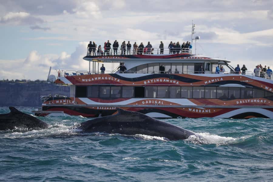 Sydney: 2-hour Express Whale Watching Cruise - The harbour crossing before the whales