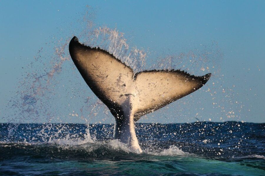 Sydney: 2-hour Express Whale Watching Cruise - Commentary from the crew