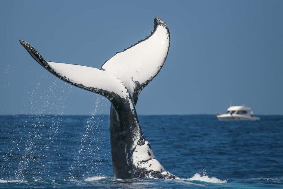 Sydney: 2-hour Express Whale Watching Cruise - How the $63 price works out