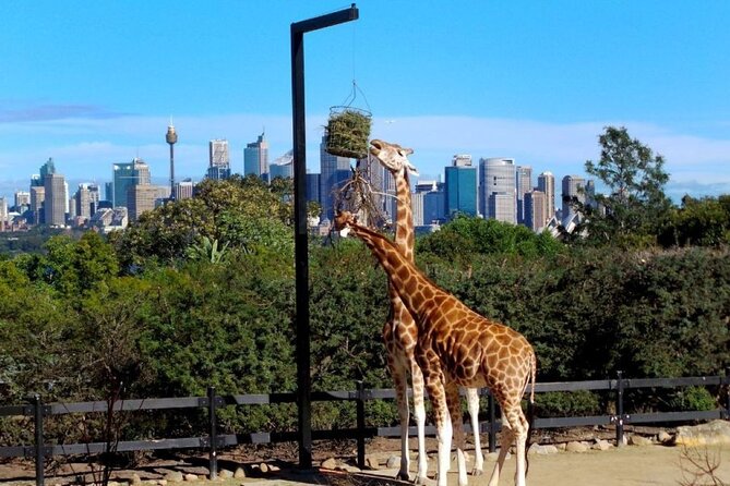Sydney 3, 5, or 7 Ticket Flexi Pass - Choose between Taronga Zoo and WILD LIFE Sydney Zoo