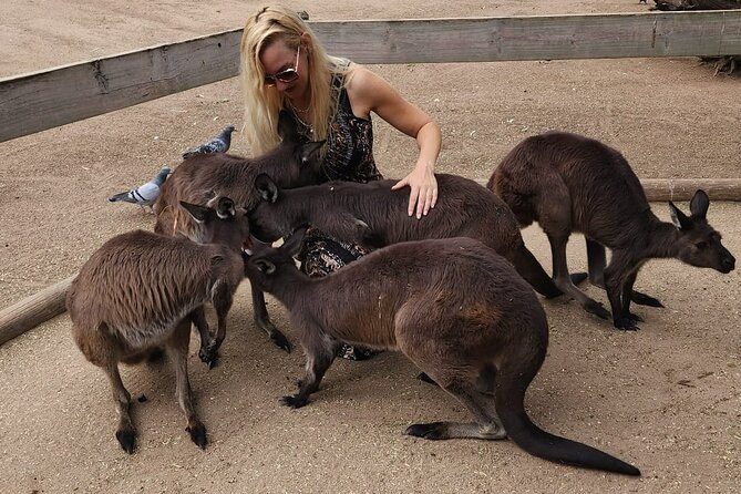 Sydney and Blue Mountains in One Day Private Tour - Private transport is the tour’s practical advantage