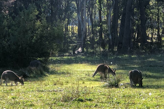 Sydney Blue Mountains Day Tour with Wildlife Park and Waterfalls - Katoomba gives you a useful lunch break