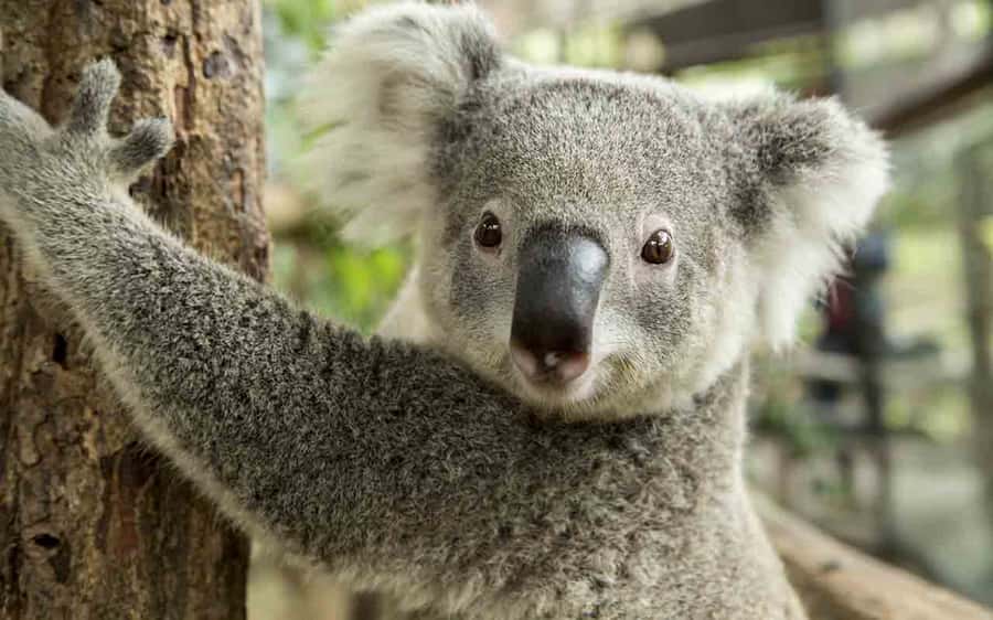 Sydney: Blue Mountains & Featherdale Wildlife Park Day Trip - Why a private Mercedes vehicle changes the day