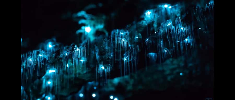 Sydney: Blue Mountains Glow Worms Wild Adventure by Night - Why the Glow Worm Cave Is Worth the Night Trip