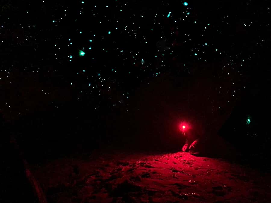 Sydney: Blue Mountains Glow Worms Wild Adventure by Night - Walking With Headlamps and Red Light