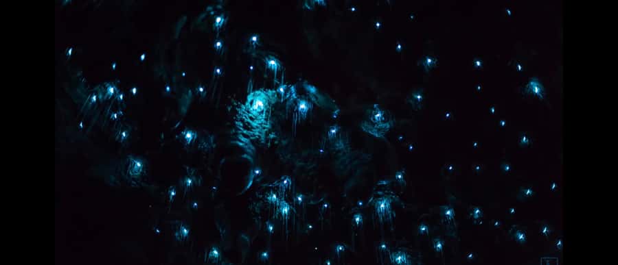 Sydney: Blue Mountains Glow Worms Wild Adventure by Night - Inside the Cave Behind the Waterfall