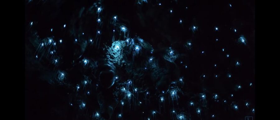 Sydney: Blue Mountains Glow Worms Wild Adventure by Night - Is $130 a Fair Price?