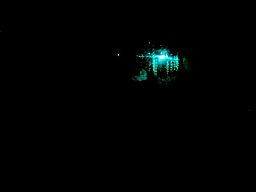 Sydney: Blue Mountains Glow Worms Wild Adventure by Night - Riding Into the Blue Mountains After Dark