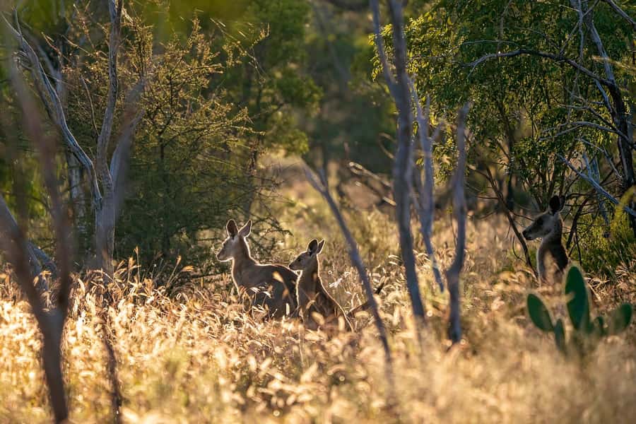 Sydney: Blue Mountains Kangaroos, Wilderness and Sunset Tour - Why the late start changes the day