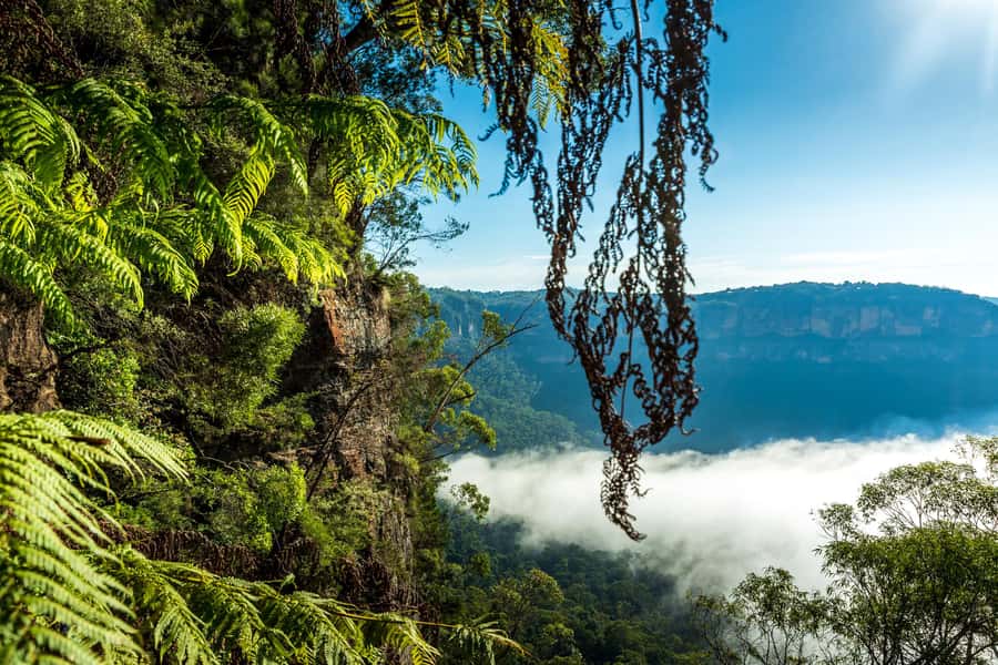 Sydney: Blue Mountains Late Start: Walks, Wildlife & Dinner - Lunch and the Australian pie stop