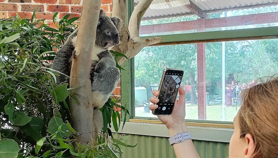 Sydney: Blue Mountains Late Start: Walks, Wildlife & Dinner - Wentworth Falls is the main walking test