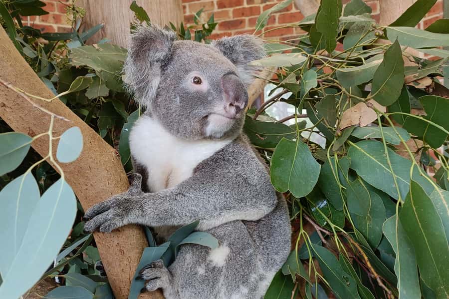 Sydney: Blue Mountains Late Start: Walks, Wildlife & Dinner - The guide makes the route work