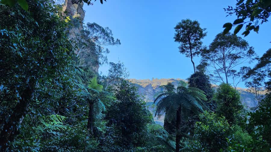 Sydney Blue Mountains, Scenic World, Featherdale - Booking, cancellations, and practical details