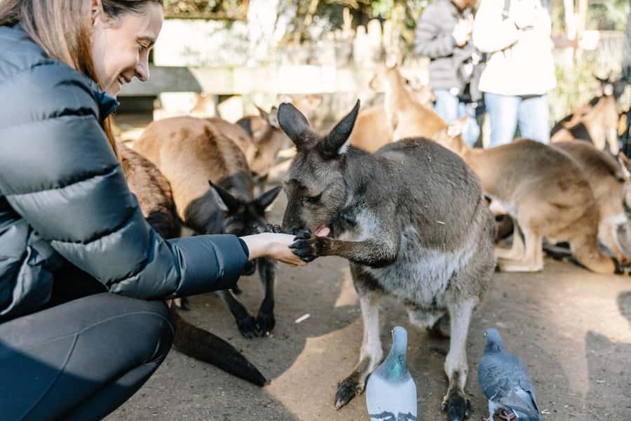 Sydney: Blue Mountains Scenic World, Wildlife Park and Lunch - Lincoln’s Rock and the first Blue Mountains view