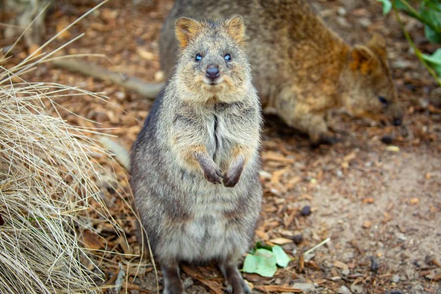 Sydney: Blue Mountains, Scenic World, Zoo & Lincoln's Rock - Lincoln’s Rock, or the Elysian Rock replacement