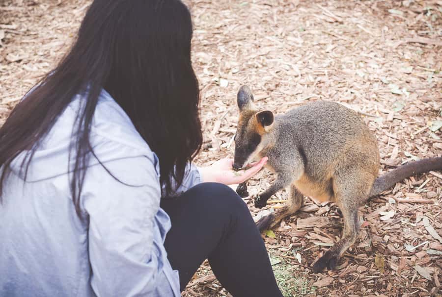 Sydney: Blue Mountains Wildlife & Bushwalk Small-Group Tour - Key points at a glance