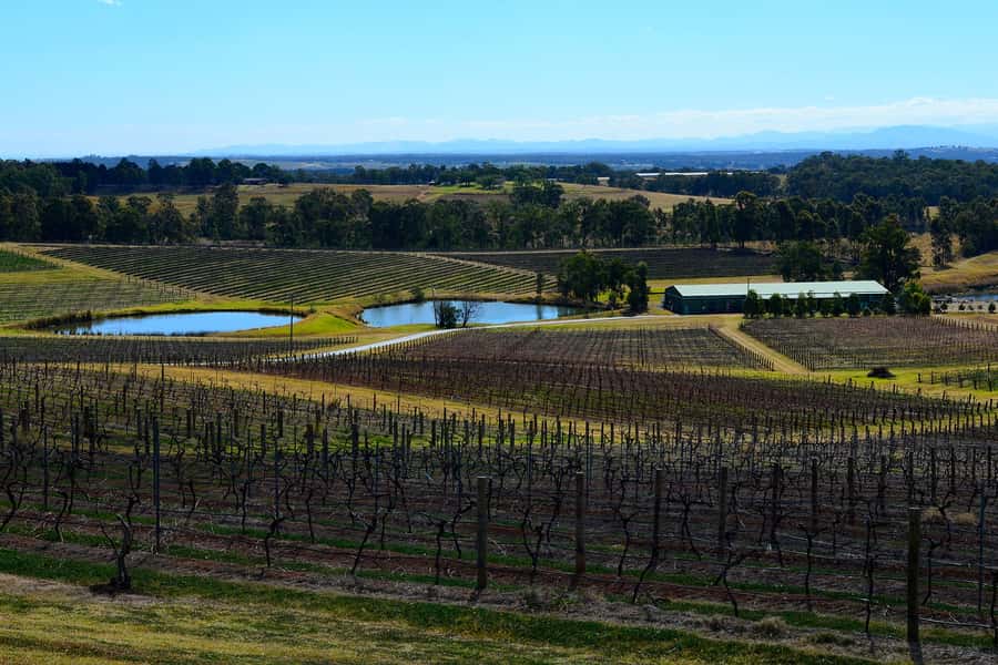 Sydney: Chef-Led Hunter Valley Food & Wine Tour - Why the fish market start matters