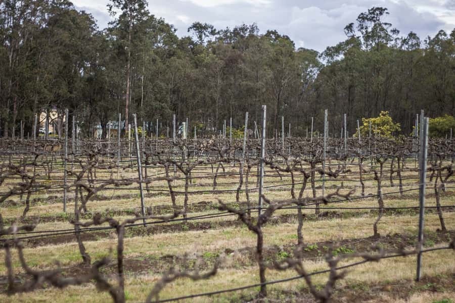 Sydney: Chef-Led Hunter Valley Food & Wine Tour - Three boutique wineries and a chef-made lunch