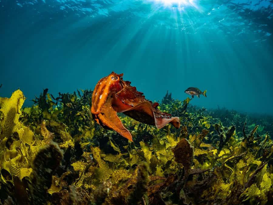Sydney: Discover Scuba Dive at Australia's most Iconic Beach - Who will enjoy this most