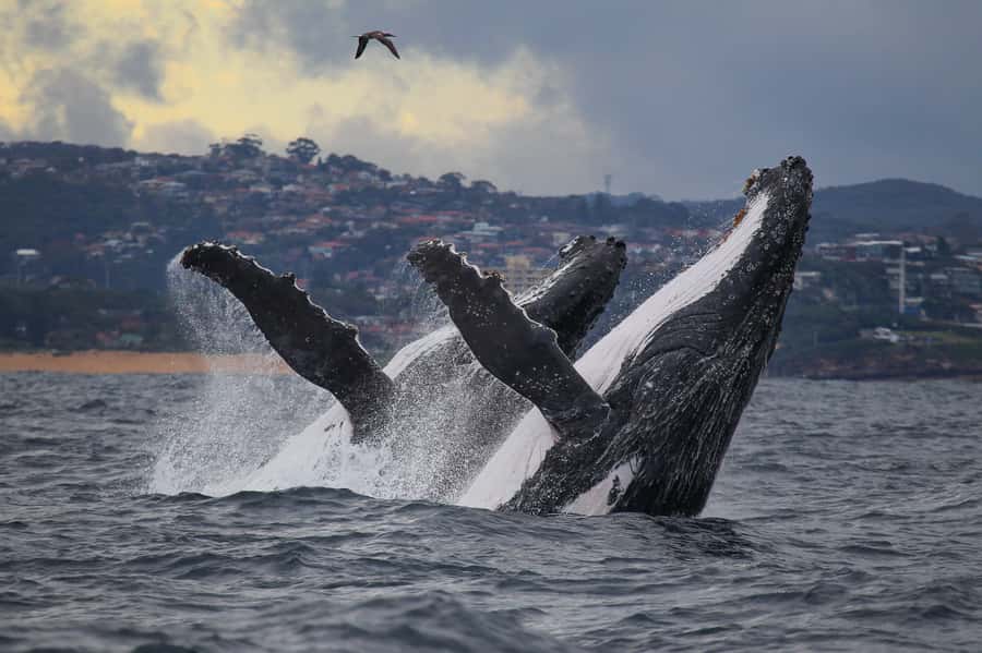 Sydney: Discovery Whale Watching Tour by Catamaran - Key points at a glance