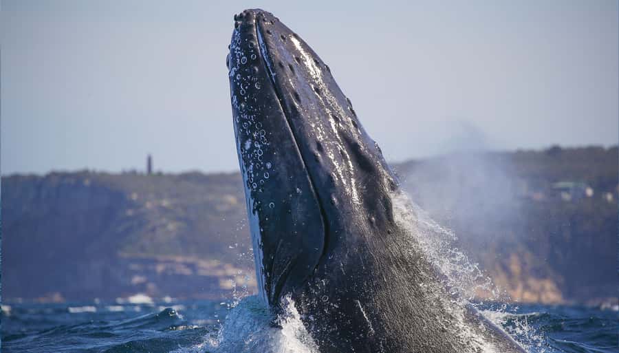 Sydney: Discovery Whale Watching Tour by Catamaran - Leaving Darling Harbour on Fantasea Avalon