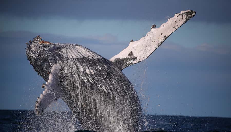 Sydney: Discovery Whale Watching Tour by Catamaran - The whale search is the main event