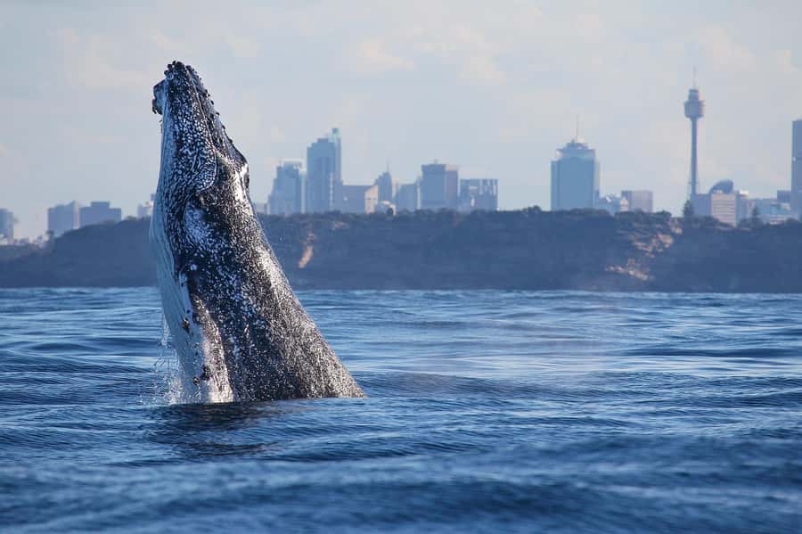 Sydney: Discovery Whale Watching Tour by Catamaran - Finding your best place to watch