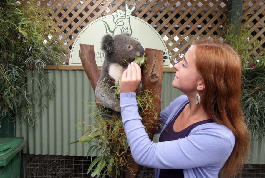 Sydney: Featherdale Wildlife Park Private Tour - Meeting Australia’s animals near Sydney