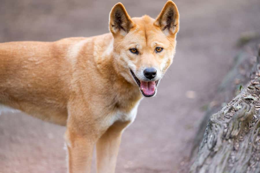 Sydney: Featherdale Wildlife Park Private Tour - Two hours among kangaroos and wallabies